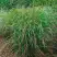 Просо РЕБРАУН прутьевидное в Минске