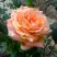 Роза ЭЛЬДОРАДО чайно-гибридная в Минске