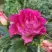 Роза БРЕРА флорибунда в Минске