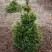 Ель ВИЛС ЦВЕРГ обыкновенная в Минске