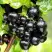 Смородина чёрная БЕЛОРУССКАЯ СЛАДКАЯ в Минске