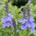 Вероника РОЯЛ БЛЮ большая в Минске