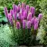 Лиатрис РОЗЕА колосковая в Минске