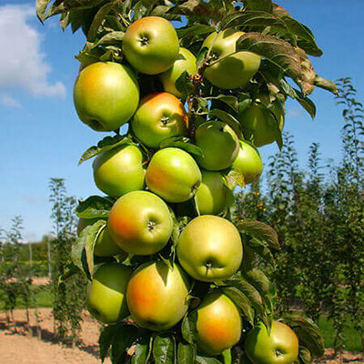 Выращивание колоновидной яблони: секрет урожая