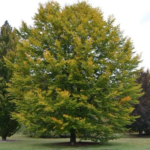 Бук лесной в Минске