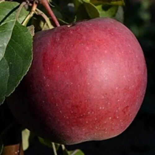 Яблоня БЕЛОРУССКОЕ СЛАДКОЕ  Яблоня БЕЛОРУССКОЕ СЛАДКОЕ в Минске