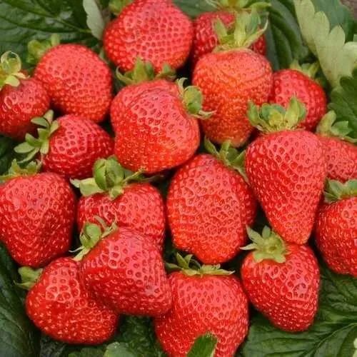 Клубника САН АНДРЕАС ремонтантная в Минске