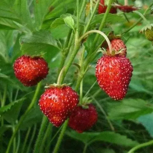 Земляника АЛЬПИЙСКАЯ в Минске