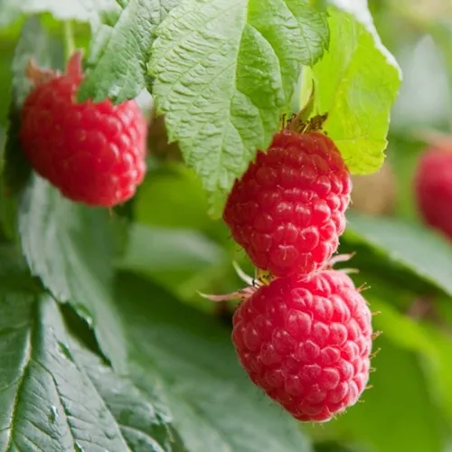 Малина МАРАВИЛЛА  Малина МАРАВИЛЛА в Минске