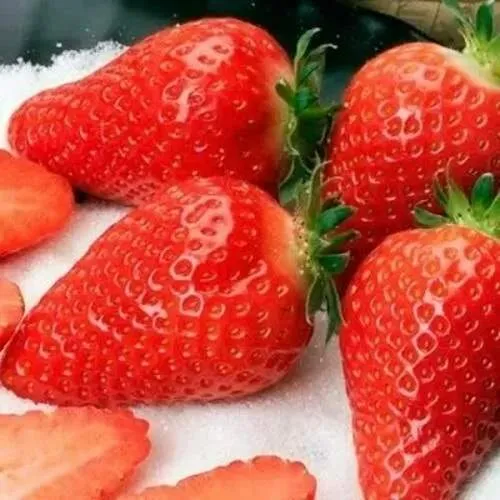 Клубника АЛЬБА в Минске