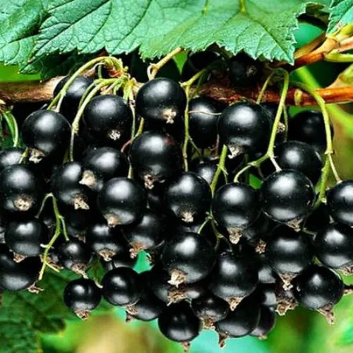 Смородина черная АТЛАНТ в Минске