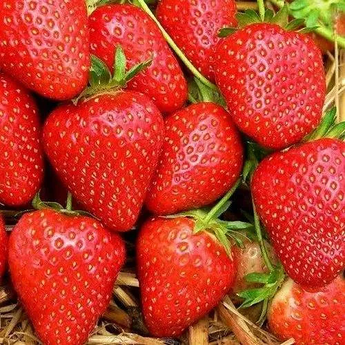 Клубника КВИКИ в Минске