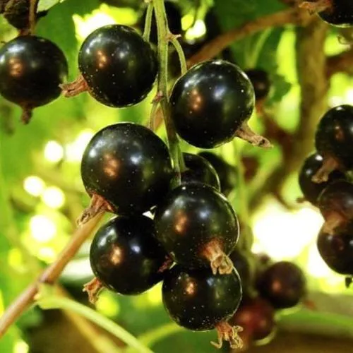 Смородина чёрная НАРА в Минске