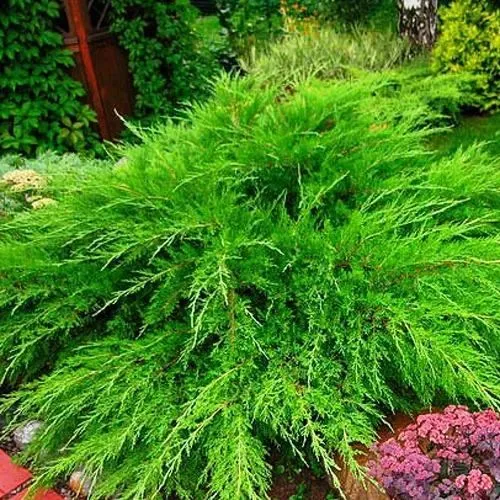 Можжевельник МИНТ ДЖУЛЕП средний  Можжевельник МИНТ ДЖУЛЕП средний в Минске