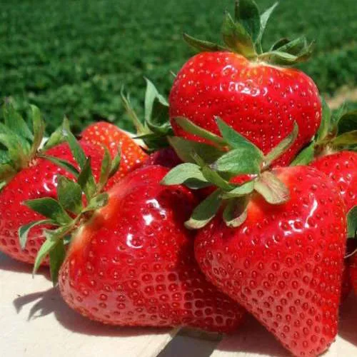 Клубника ДЖОЛИ в Минске