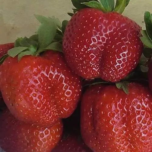 Клубника ДЕСТЕНИ в Минске