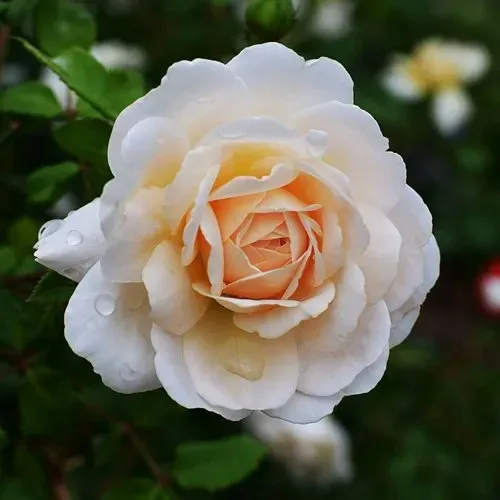 Роза КРОКУС РОУЗ английская  Роза КРОКУС РОУЗ английская в Минске