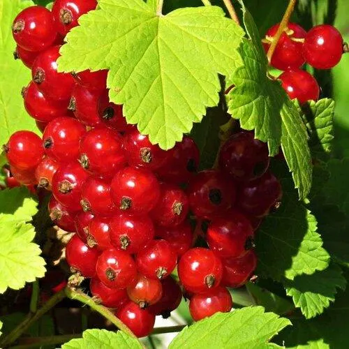 Смородина красная ГАЗЕЛЬ  Смородина красная ГАЗЕЛЬ в Минске