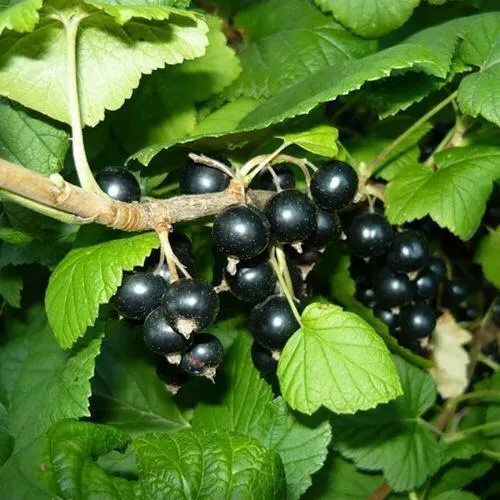 Смородина черная БАГИРА в Минске