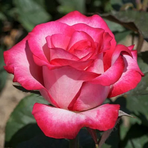 Роза ХАЙЛЕНДЕР чайно-гибридная  Роза ХАЙЛЕНДЕР чайно-гибридная в Минске