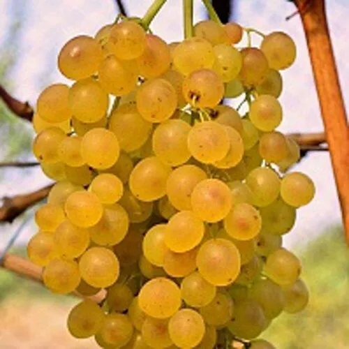 Виноград КИШМИШ КОКТЕЙЛЬ  Виноград КИШМИШ КОКТЕЙЛЬ в Минске