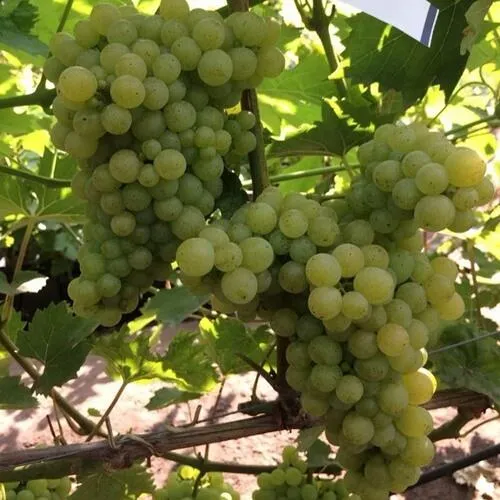 Виноград КИШМИШ 311  Виноград КИШМИШ 311 в Минске