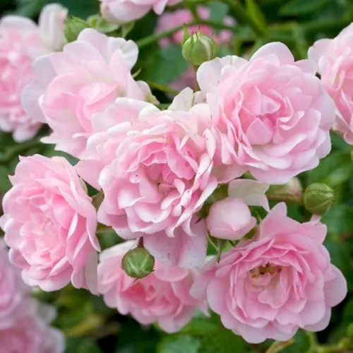 Роза ЗЕ ФЕЙРИ почвопокровная в Минске