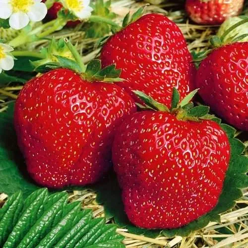 Клубника ВИМА ЗАНТА в Минске