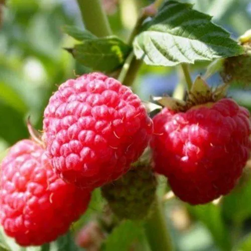 Малина ремонтантная Брусиловская Малина ремонтантная Брусиловская