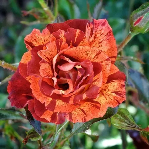 Роза САММЕР ЛОДЖ шраб  Роза САММЕР ЛОДЖ шраб в Минске