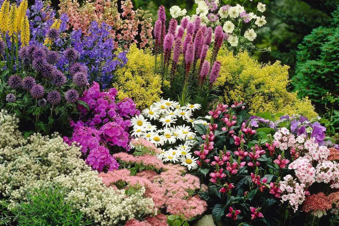 Многолетние растения Многолетние растения