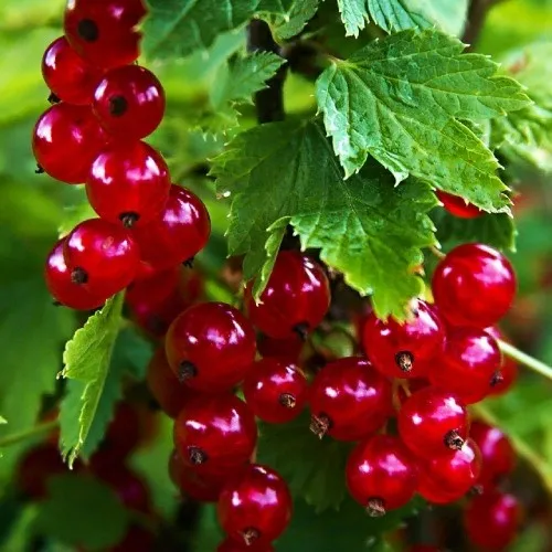 Смородина красная РОЛАН  Смородина красная РОЛАН в Минске