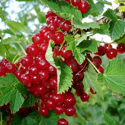 Смородина красная ГОЛЛАНДСКАЯ КРАСНАЯ  Смородина красная ГОЛЛАНДСКАЯ КРАСНАЯ в Минске