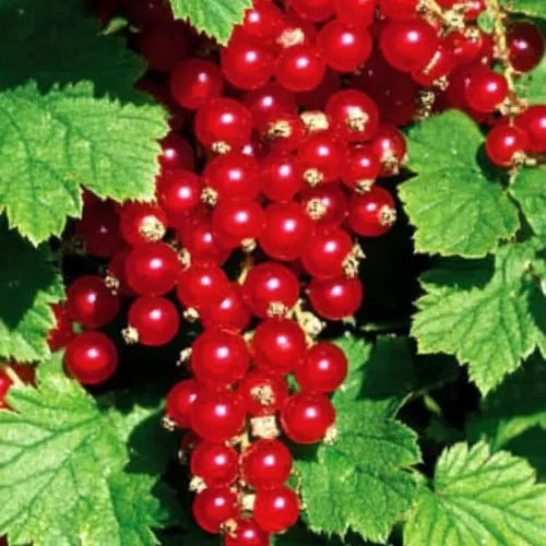 Смородина красная РЕД ЛЕЙК  Смородина красная РЕД ЛЕЙК в Минске