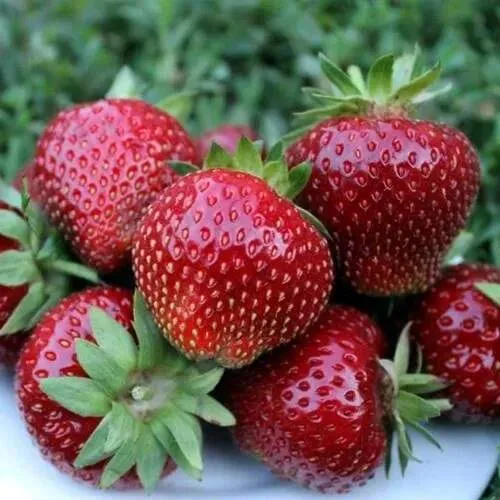 Клубника МАЛЬВИНА в Минске