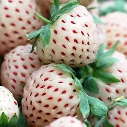 Клубника АНАНАСА ремонтантная в Минске