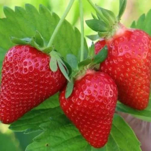 Клубника КЛОДИЯ в Минске