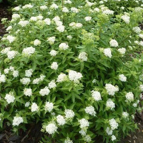 Спирея АЛЬБИФЛОРА японская  Спирея АЛЬБИФЛОРА японская в Минске