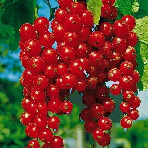 Смородина красная РОВАДА  Смородина красная РОВАДА в Минске