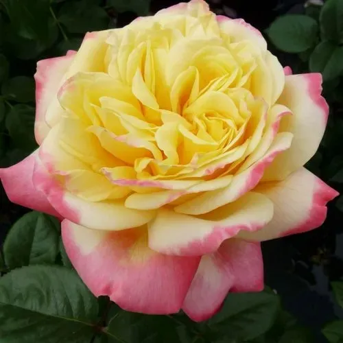 Роза КОРДЕС ДЖУБИЛИ чайно-гибридная  Роза КОРДЕС ДЖУБИЛИ чайно-гибридная в Минске