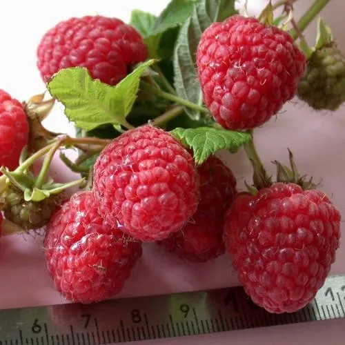 Малина ремонтантная Примара Малина ремонтантная Примара