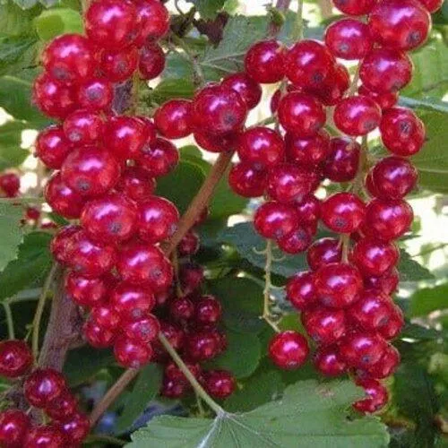 Смородина красная ПУРПУРНАЯ  Смородина красная ПУРПУРНАЯ в Минске