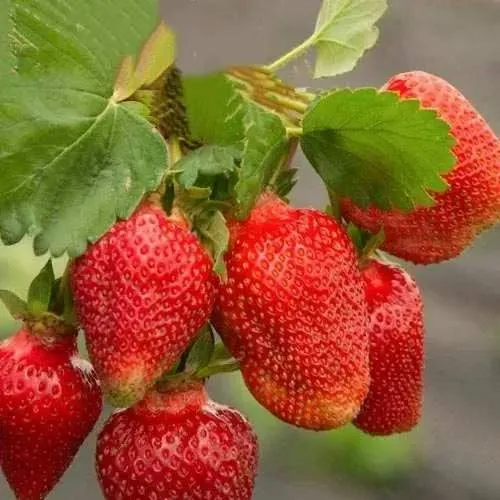 Клубника АЗИЯ в Минске