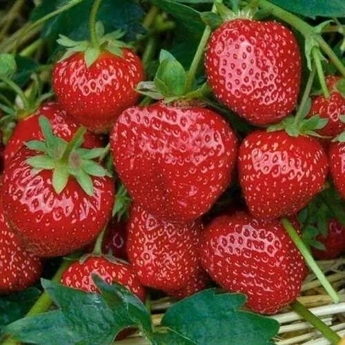 Клубника СЕЛЬВА ремонтантная в Минске