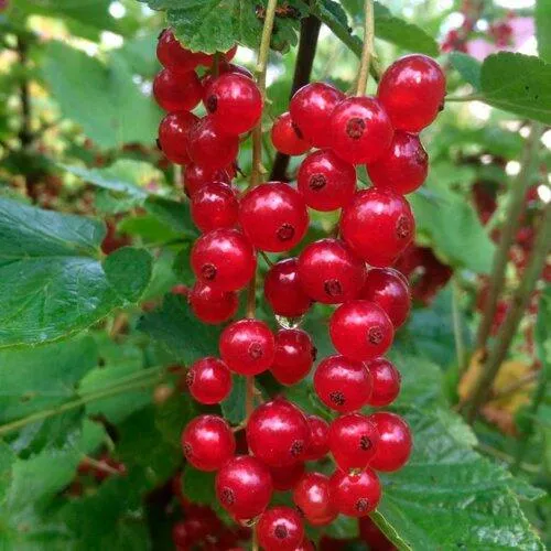 Смородина красная КОНСТАНТИНОВСКАЯ  Смородина красная КОНСТАНТИНОВСКАЯ в Минске