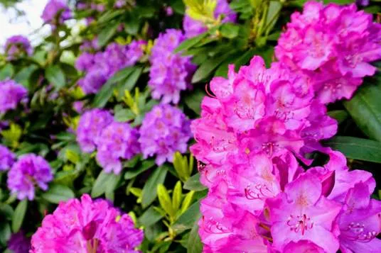 Зимостойкие листопадные рододендроны: виды, сорта и опыт выращивания Зимостойкие листопадные рододендроны: виды, сорта и опыт выращивания