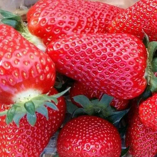 Клубника АМИ в Минске