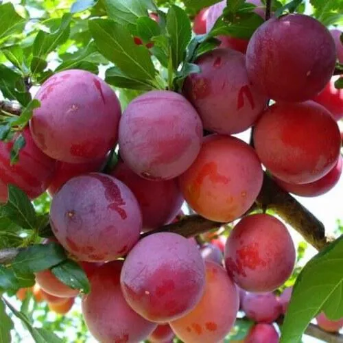 Слива НЕКТАРИННАЯ АРОМАТНАЯ в Минске