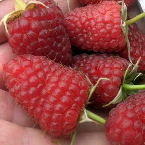 Малина ремонтантная Атлант Малина ремонтантная Атлант