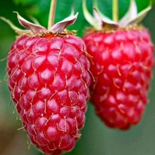 Малина ремонтантная Бриллиантовая Малина ремонтантная Бриллиантовая